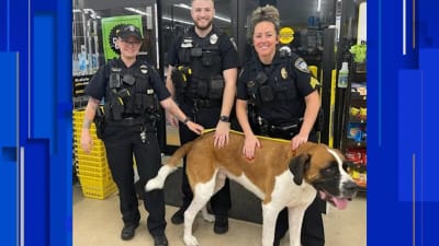 Dollar general dog best sale