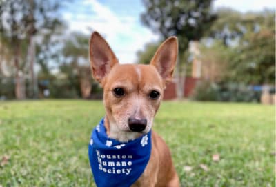 KPRC2 / Click2Houston - PLAY BALL! We love your pets decked out