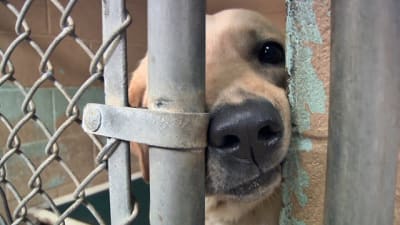 Huron valley humane society adoptable dogs sales