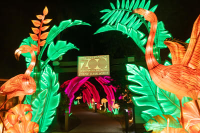 Lantern asia discount tickets outlet