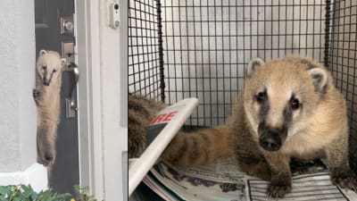 Rare animal captured in San Antonio after found clinging to man's front porch, ACS says Rare animal captured in San Antonio after found clinging to man's front porch, ACS says