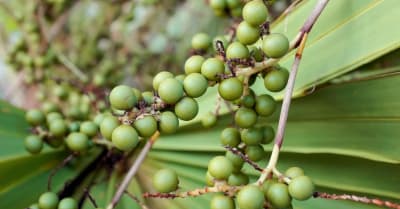 Forbidden berries sales