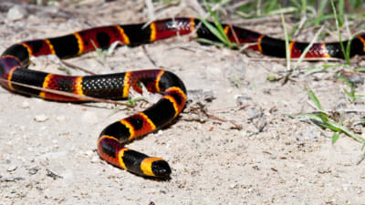 Snakes: Understand them, avoid them - AgriLife Today