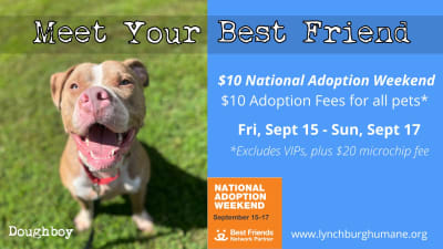 National pet adoption weekend 2019 sales