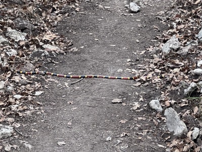 The Snake game. The playing field is colored black and bordered with