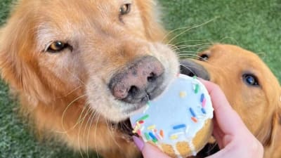 Jacksonville s best pet bakery Bark on Park