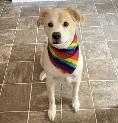 Deep in the Heart of Texas Baseball Dog Bandana