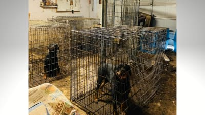 5 neglected rottweilers found hungry thirsty in cages at