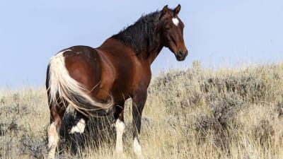 Wild Horse and Burro Adoption and Sale Events