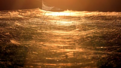 Watch: Giant Spiderwebs Blanket Australia After Flooding