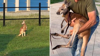 Live - Doo Doo Kangaroo Game