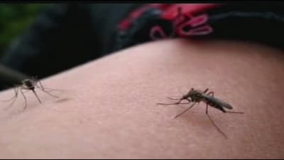 Keeping kids safe from Houston mosquitoes