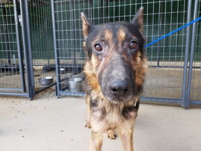 PHOTOS: 4 emaciated German shepherds rescued from home in southwest Houston possibly involved in dogfighting PHOTOS: 4 emaciated German shepherds rescued from home in southwest Houston possibly involved in dogfighting