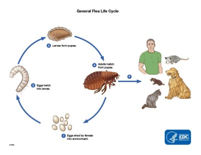 Tips For Getting Rid Of Fleas Once They