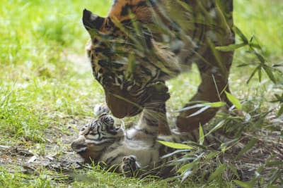 Tiger cub playing with mother - About Wild Animals