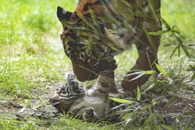 Tiger Cubs Learning to Hunt Video Teaching Resources