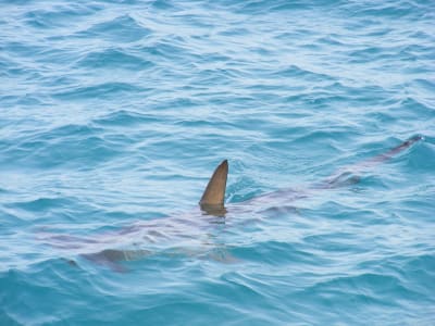 Researchers: Shark attacks increase after 3 years of decline