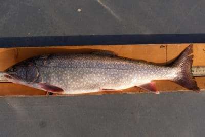 Coastal cutthroat trout (resident)