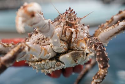 Man whose boat was seized for illegal crab fishing off North