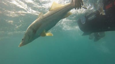 Where to catch snook redfish flounder in Florida - FYAO Saltwater Media  Group, Inc.