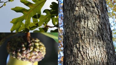 Red or White Pine: Are You Barking Up the Wrong Tree?