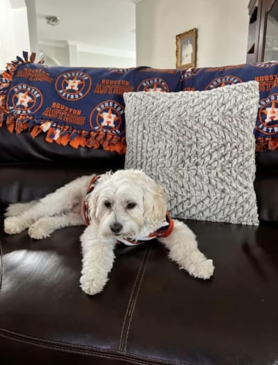 Pets love the Stros! Send photos of your fur baby supporting the