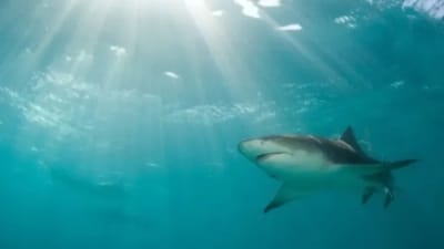 How to Prevent a Shark Attack and What to Do If Bitten? An Expert Weighs In