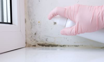 Mold Mitigation