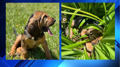 Purebred georgia bloodhound outlet