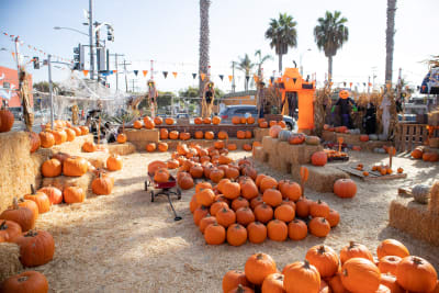 Pumpkin Dallas Cowboys In October We Wear Pink Breast Cancer