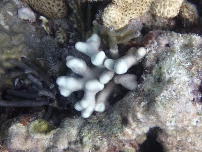 Scientists: Keys coral reefs are already bleaching as water