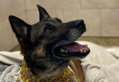 First coast veterinary specialists cheap
