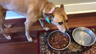 Dog food with 2025 excessive vitamin d