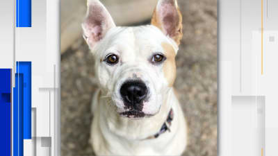 Dog donation center near me cheap