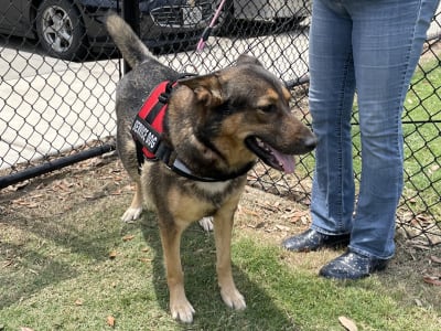 Lost hot sale service dog