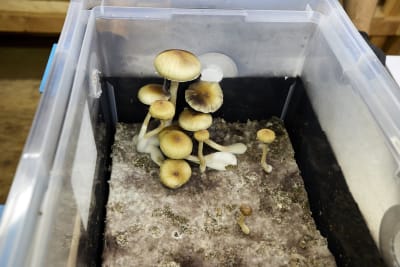 The Plastic Mushroom That's Saved Me Thousands in Plumbing Fees