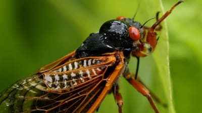 Once in a 221-Year Buzzing Symphony: Rare Cicada Emergence Takes 