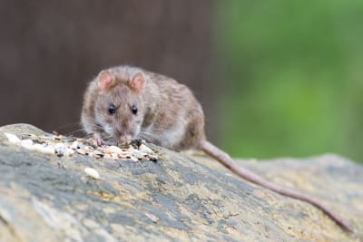 Baiting rats 2024