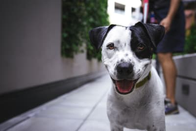 Huron valley humane society adoptable dogs outlet