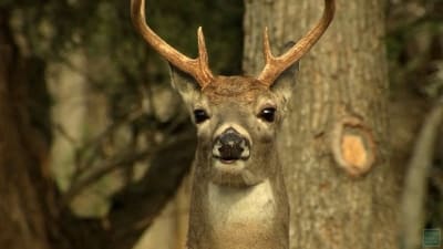 Strong Horn Brown Deer In The Forest