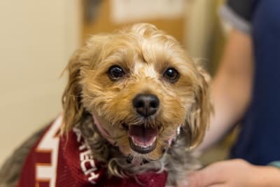 Dog eye surgery near new arrivals me