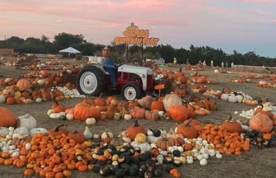 Texas sized pumpkin festival will feature 750 000 pounds of gourds