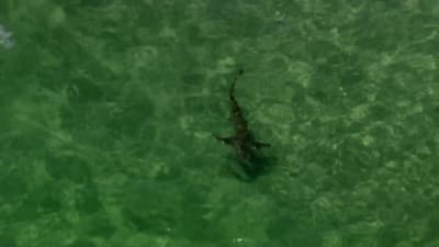 Woman Bitten By Shark Twice While Boogie Boarding At New Smyrna Beach Woman Bitten By Shark Twice While Boogie Boarding At New Smyrna Beach