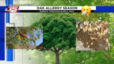 Attack of the acorns: Weather, chaos, or a vast oak conspiracy?