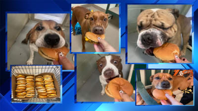 Time To Smile Check Out This Doggie Burger Bash Time To Smile Check Out This Doggie Burger Bash