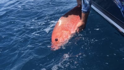 What you need to know before snapper mini season opens Friday