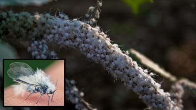 No sign of bugs, but what are these sticky clear balls on the