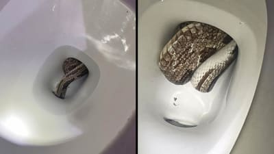 Snake pops out of toilet in Tennessee