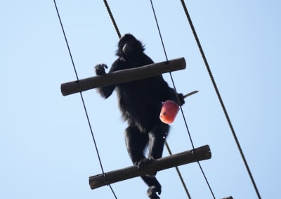 Swinging into Monkey Day - The Houston Zoo