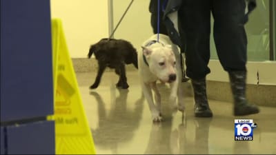 Flooding strains already packed Miami Dade Animal Services facilities